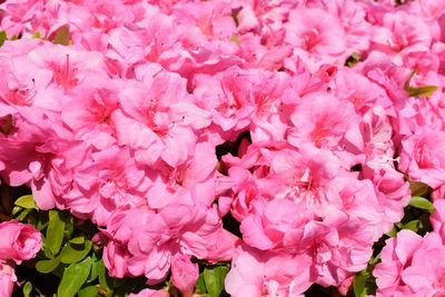 Full frame shot of pink cherry blossoms