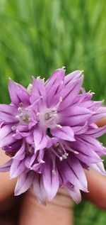 Close-up of pink flower