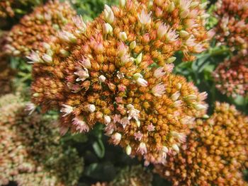 Close up of flowers