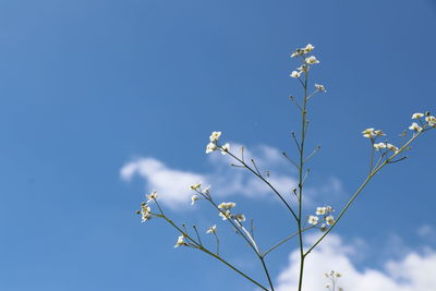 Low angle view of flowering plants against blue sky