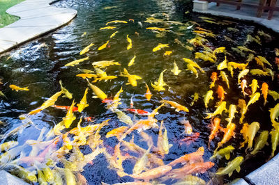 High angle view of koi carps swimming in water