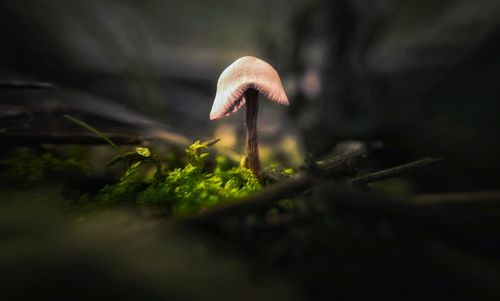 Close-up of mushroom growing on field