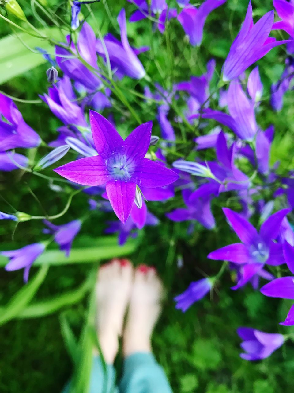 CLOSE-UP OF HANDS FLOWERS BLOOMING OUTDOORS