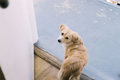 High angle view of golden retriever