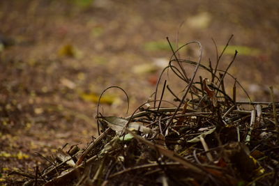 Close-up of grass