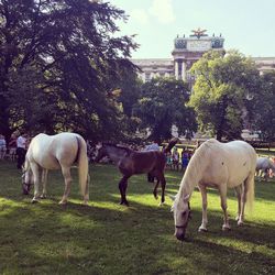 Horse grazing on field