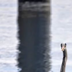 Close-up of bird in water