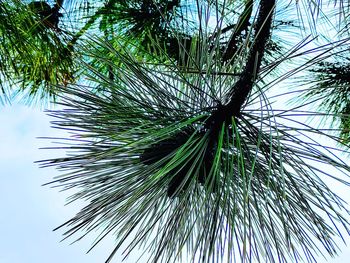 Low angle view of palm tree