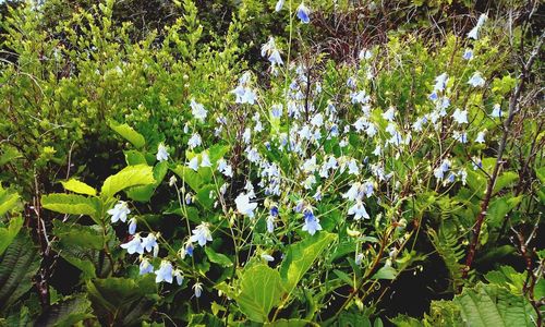 White flowering plants on field