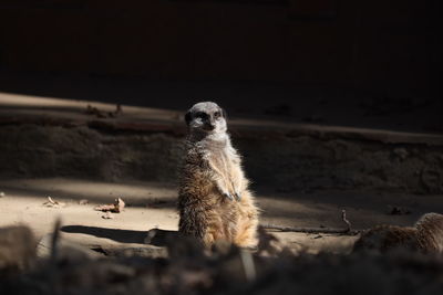 Meerkat, zoo in zürich