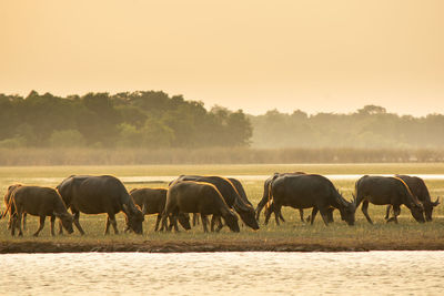 Horses in a field