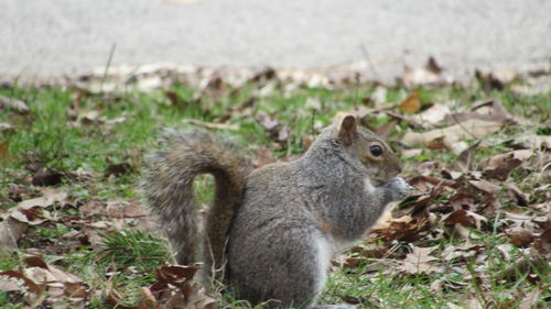 Close-up of squirrel on field