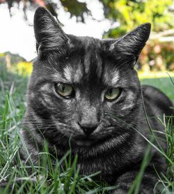 High angle view of cat on grassy field