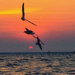 Silhouette bird on beach by sea against sky during sunset