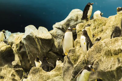 Flock of birds on rock