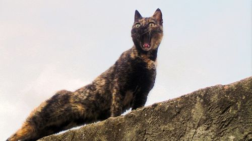 Low angle view of cat yawning on retaining wall against sky