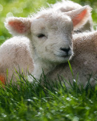 Spring lamb portrait in the wet grass from the uk rain