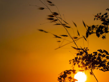 Close-up of silhouette bird against sky at sunset