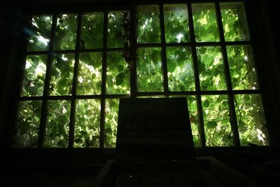 Trees seen through window