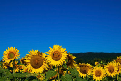 Sunflowers on field against clear blue sky