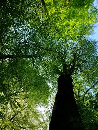 Low angle view of trees