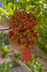 Close-up of red flower on tree