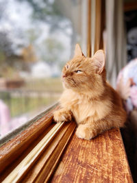 Cat looking away while sitting on wood