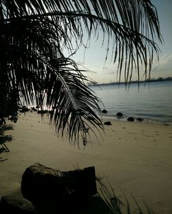 Palm tree on beach against sky