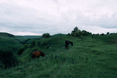 Horses grazing in a field