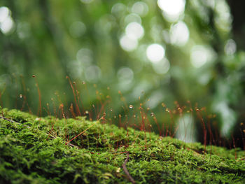 Close-up of dew drops on grass