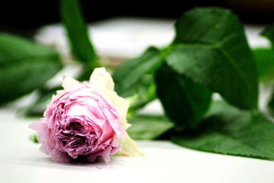 Close-up of pink rose