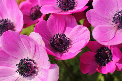 Close-up of pink flower