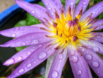 Close-up of wet flower