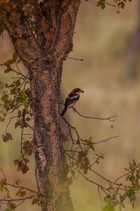 Bird perching on a tree