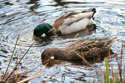 Close-up of mallard duck swimming in lake