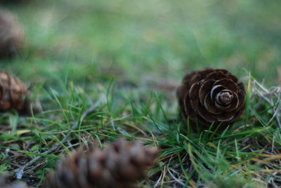 Close-up of snail on grass