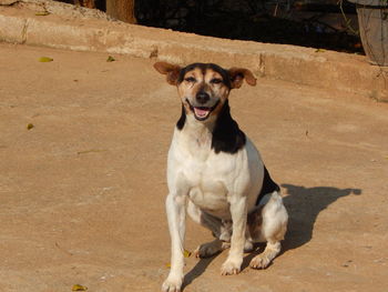 Portrait of dog sitting on land