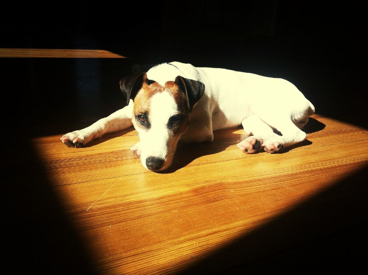 DOG LYING ON FLOOR