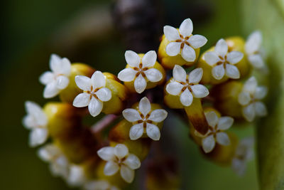 Close-up of white flowering plant of hoya 