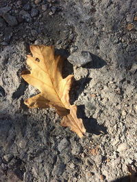 High angle view of maple leaves on field