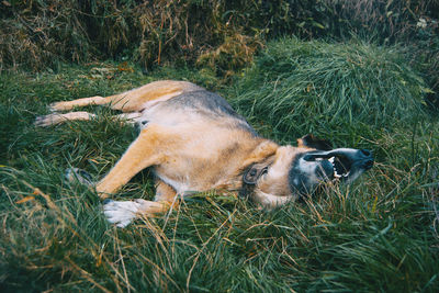 View of dog relaxing on grass