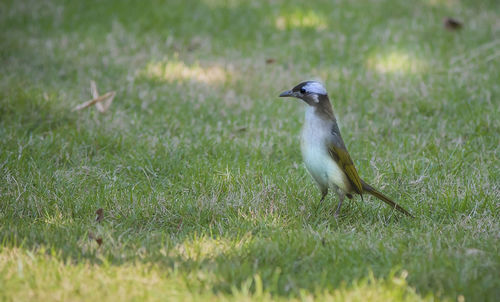 Bird perching on grass