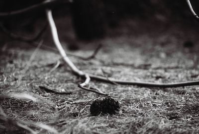 Close-up of lizard on ground