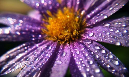 Close-up of water drops on pink flower