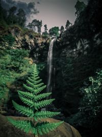 Close-up of waterfall in forest