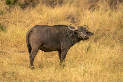 Cape buffalo