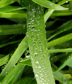 Close-up of raindrops on grass