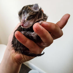 Cropped hand of person holding newborn cat