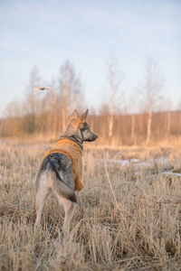 View of dog on field