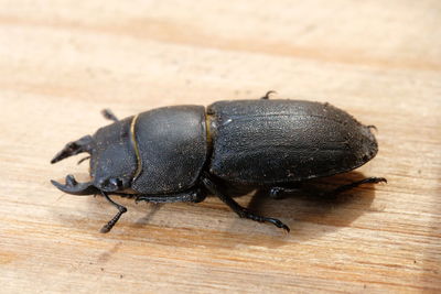 Close-up of insect on table